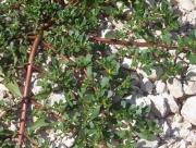 Portulaca oleracea L.